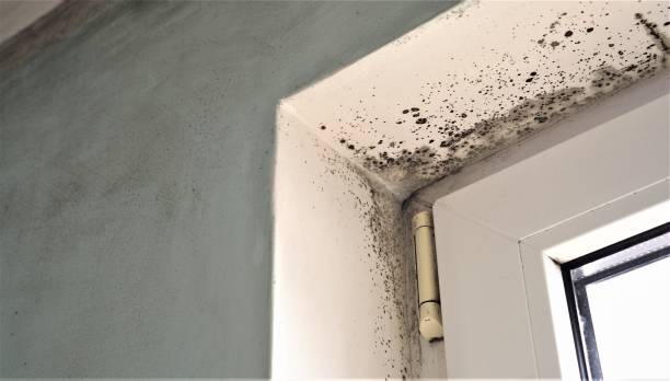 Best Mold-Related Health Consultation  in Johnstonville, CA