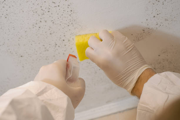 Best Mold Prevention Services  in Johnstonville, CA