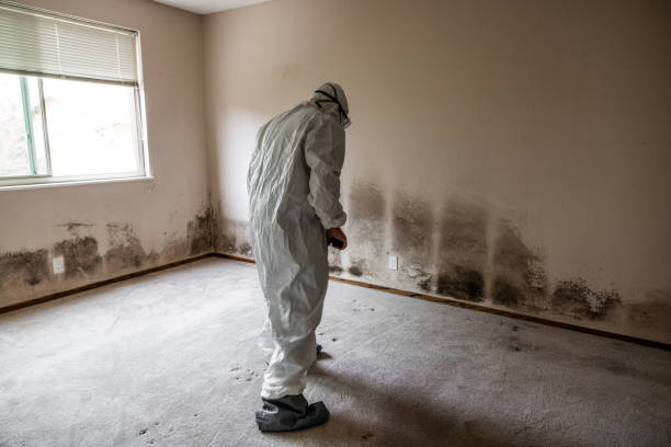 Reliable Johnstonville, CA Mold Removal Solutions